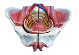 Female Pelvis Model