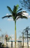 Big Palm Tree Outdoor