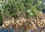 New Crop Fresh Raw Peanut in Shell with Good Price