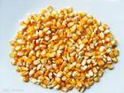 Nutritious Anti-Disease Maize Protein