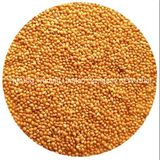 Yellow Millet in Husk