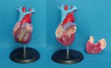 Natural Anat/Magnified Heart Model (GD0322A000)