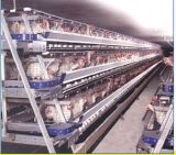 Automatic Poultry Equipments for Layer and Broiler