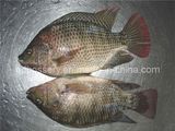 Frozen Tilapia Fish