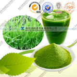 Health Supplement Conventional and Organic Wheat Grass Powder