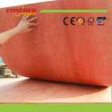18 mm Shutter Plywood in China
