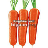 New Kuroda Carrot Seed