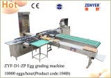 Automatic Egg Grading Packing Machine Electronic Grader