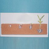 Biology Teaching Legume Seeds Models (R200105)