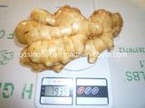 New Super Ginger (250G & UP)