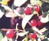 Wild Lingonberry