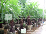 Windmill Palm Trachycarpus Fortunei