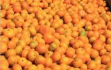 Samll Orange for Southeast Asia Market