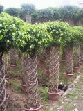 Ficus Macrocarpa Cage (Bonsai)