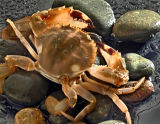 Crab (GH0922)