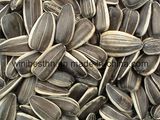 Sunflower Seeds