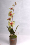 Decorative Plant (PH084001)
