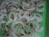 Frozen Vannamei Shrimp Cpd