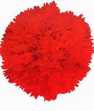 Carnation-Master