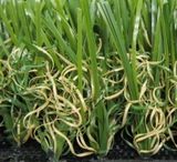 Artificial Grass