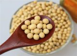 100% Non Gmo Yellow Soybean for Export