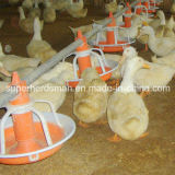 Poultry Feeders and Drinkers for Duck