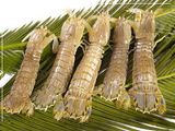 Frozen Squilla