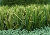 Artificial Grass