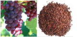 Grape Seed Extract Plant Extract Grape Seed Extract