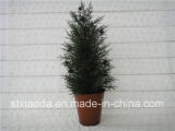 Artificial Plastic Potted Tree (XD14-52)