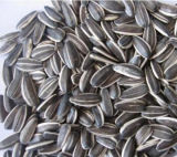 2015 Wholesale High Quality Raw Sunflower Seeds