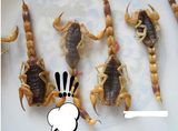 Dried Scorpions