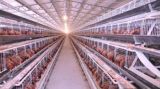 Professional Design Light Steel Structure Poultry House Design/Chicken Poultry House