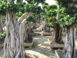 Ficus Microcarpa Bonsai Trees