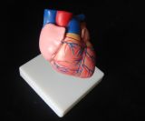 Anatomy of Magnified Heart Model