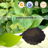Natural Herbal Medicine Raw Material Herba Periliae