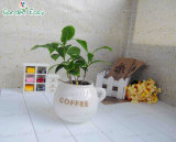 Coffee Pot Planting (002002) , Mini Pot, Mini Planter