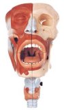 Cavities of Nose, Mouth and Pharynx with Larynx (GD/A13001)