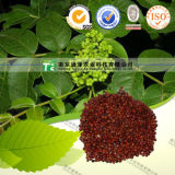 Manufacturer Supply Organic Crude Medicine Medcinal Evodia Fruit