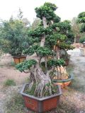 Aerial Roots Ficus (HBH-R04)