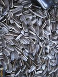 Sunflower Seeds American Type 3638