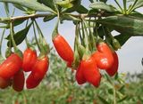 Goji Berry Wolfberry