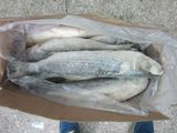 Roe-off Grey Mullet