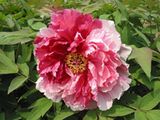 Tree Peony
