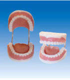Teeth Care Model (ZM1051)