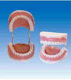 Teeth Care Model (ZM1051)