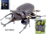 Glass Climb Beetle (ZZC108020)