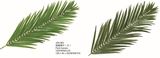 Artificial Palm Leaves