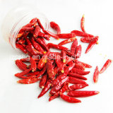 Dried Red Chili Pepper High Quality