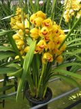 Natural Cymbidium Orchid Plant Decoration